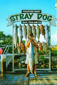 Stray Dog Charters